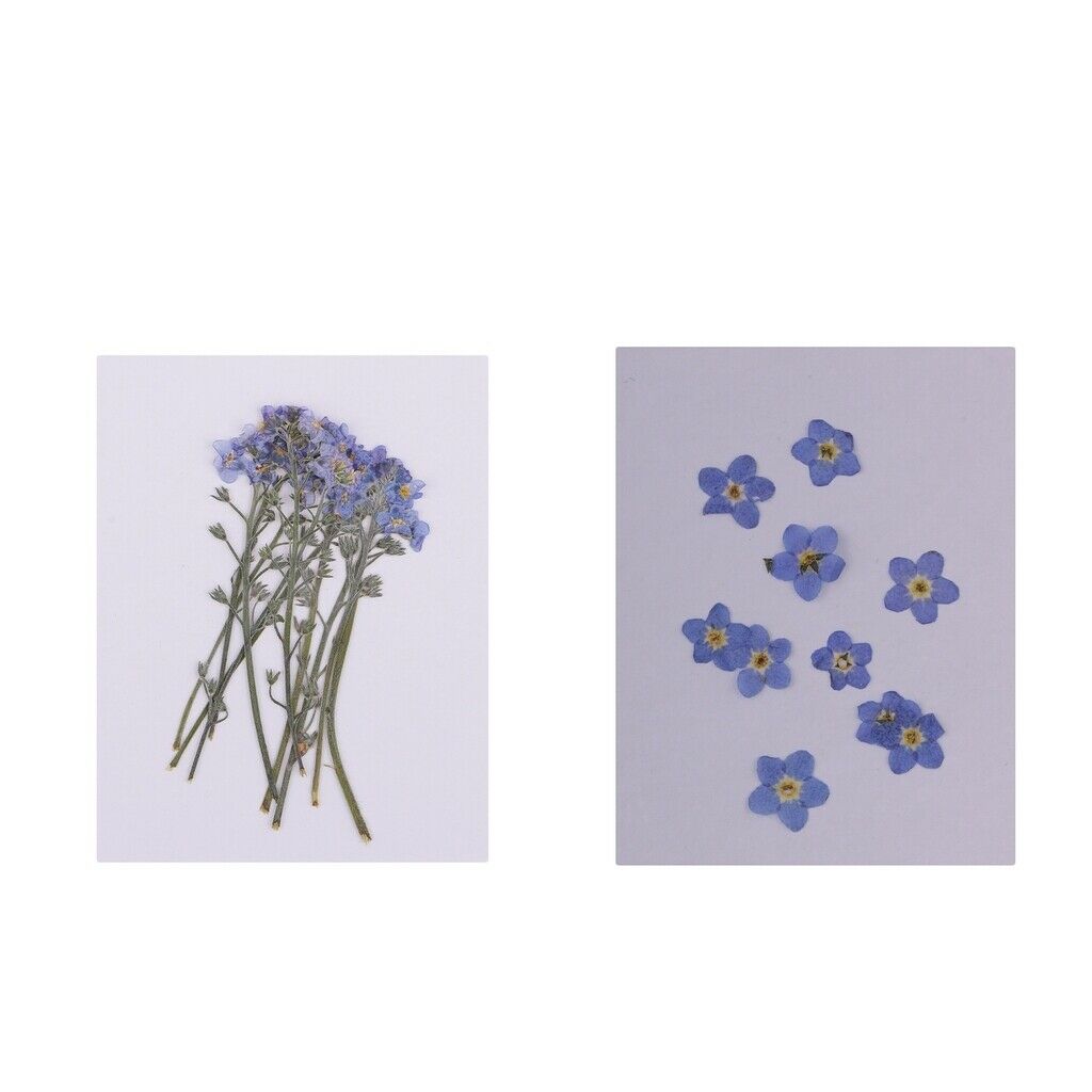 20x Pressed/Dried Flowers Forget me not Scrapbooking Art Craft DIY Materials