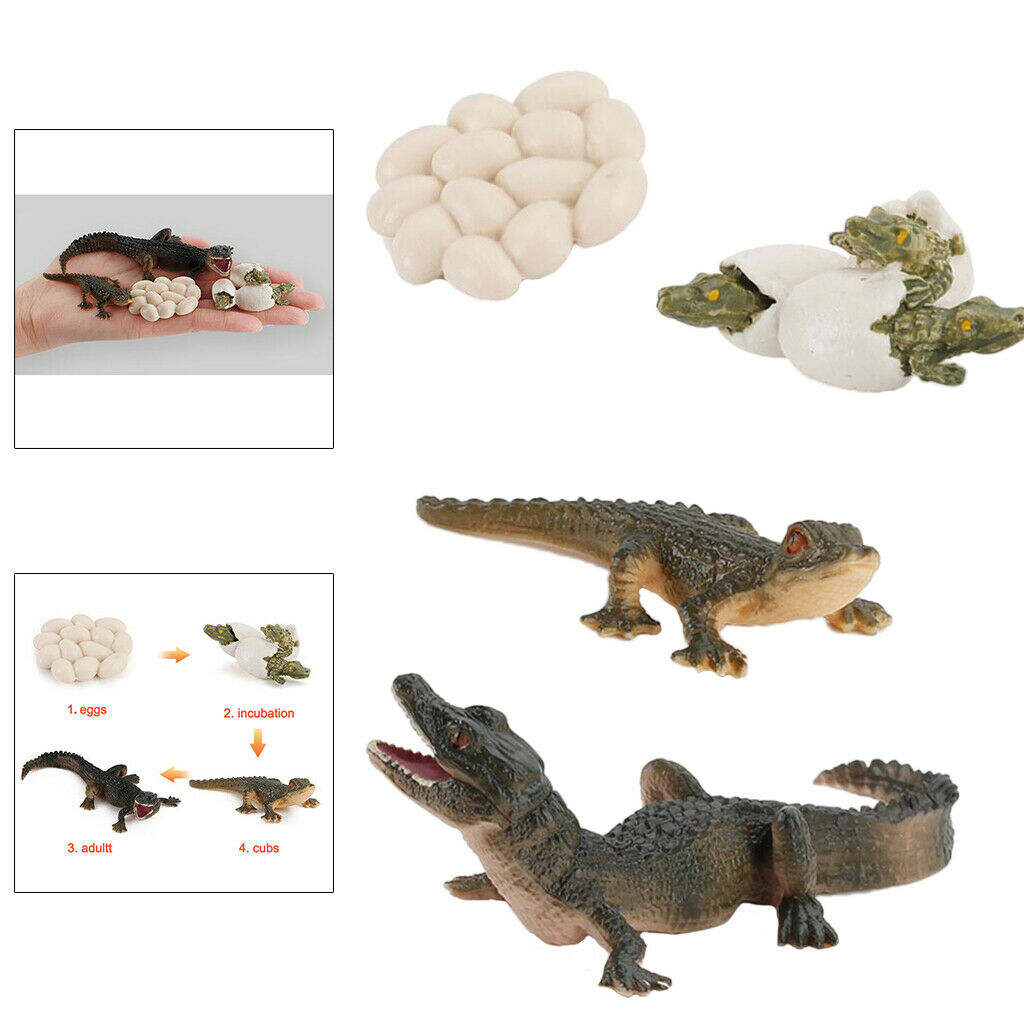 2X Nature Life Cycle Alligator Playset Pre-school Biology Toys Themed Party