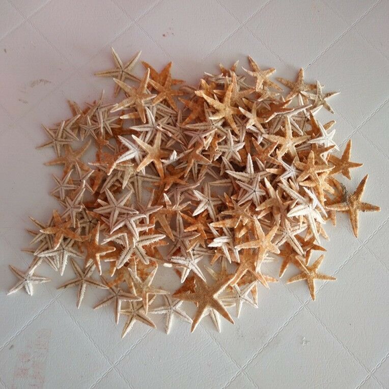 20 Cute Small Mini Starfish Sea Star Shell Beach Deco Craft DIY Making 3cm-5cm