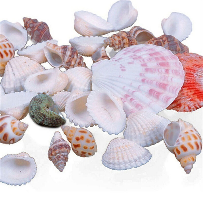 100g Beach Mixed SeaShells Mix Sea Shells Shell Craft SeaShells Aquarium .l8