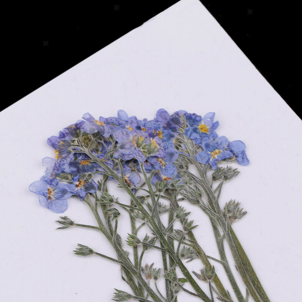 10 Real Pressed Flower Ornaments for Gift Box Decoration