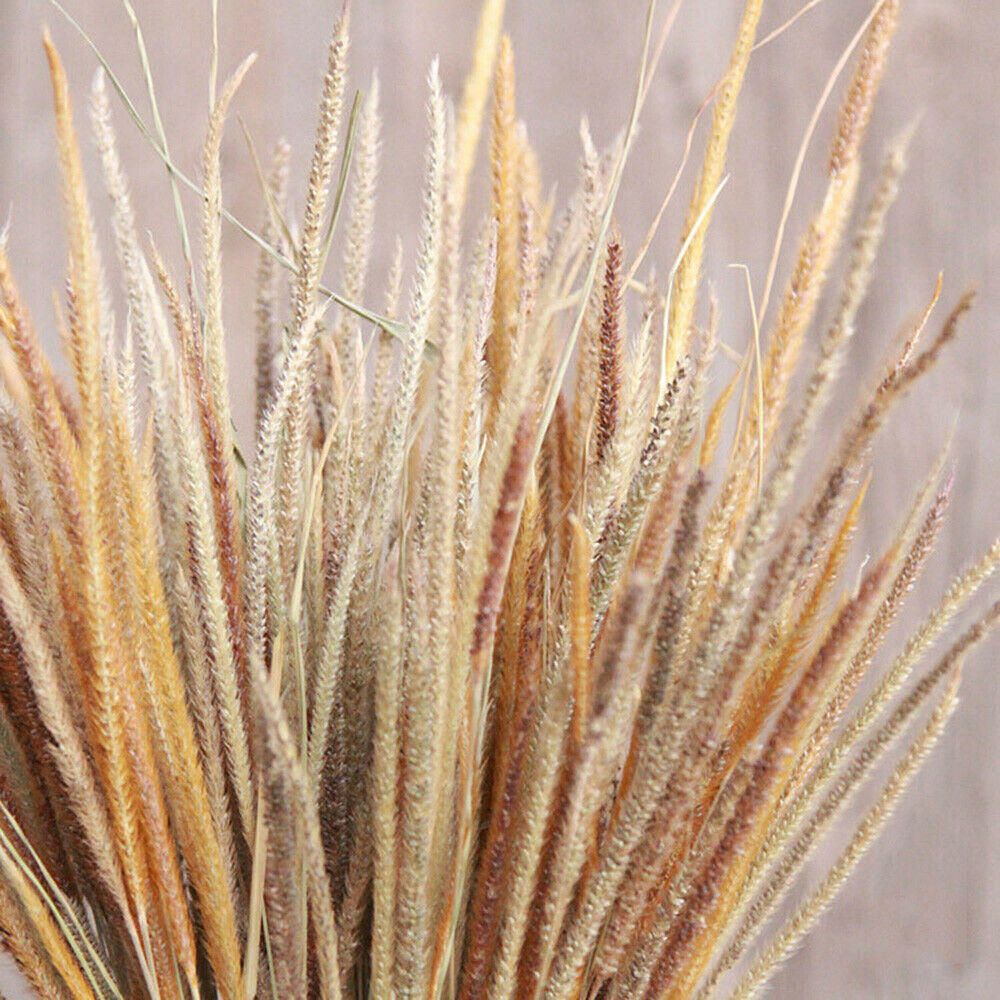 50X Natural Dried Flowers Goldenrod Reed Bunch Wedding Home Floral Decor DIY