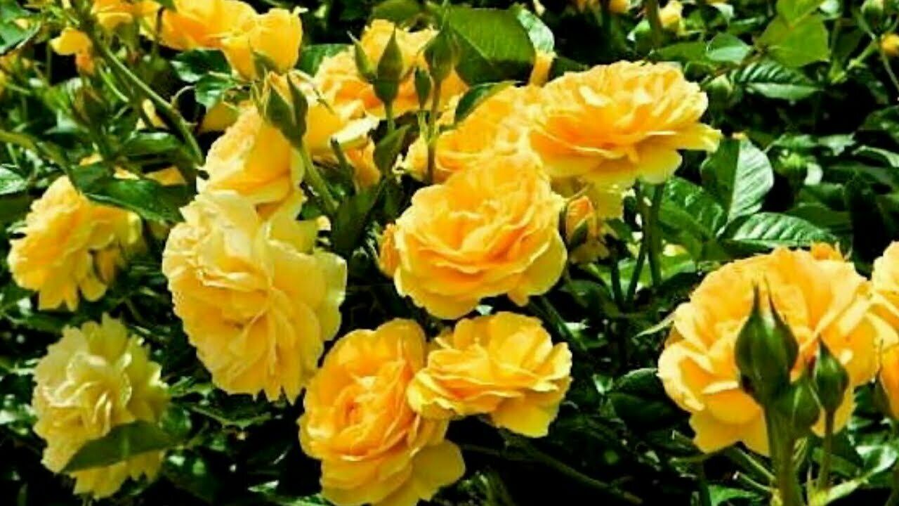 50 PCS Seeds Flowers Yellow Tea Rose Perennial Plant Home Garden High Quality