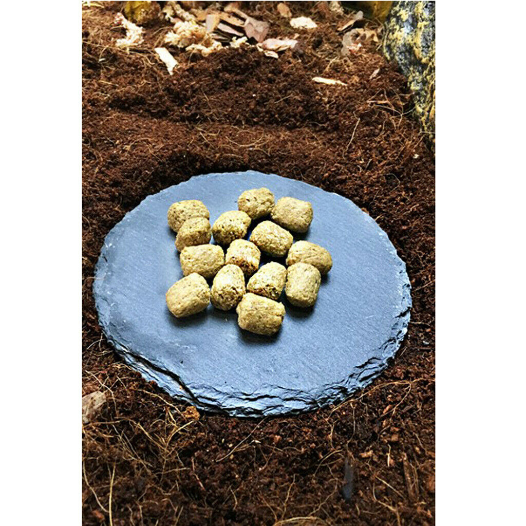 Food Rock Dish Bowl Feeder Tortoise Reptile Feeding Pot Basking Plate Round
