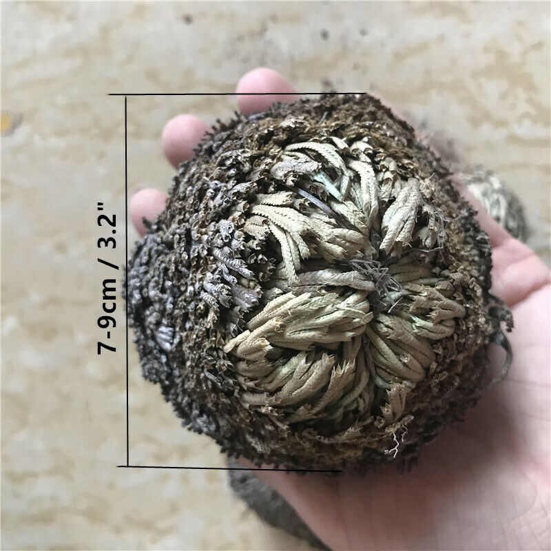 7-10cm Dried Flower Magic Resurrection Plant Air Fern Selaginella Moss Decor DIY