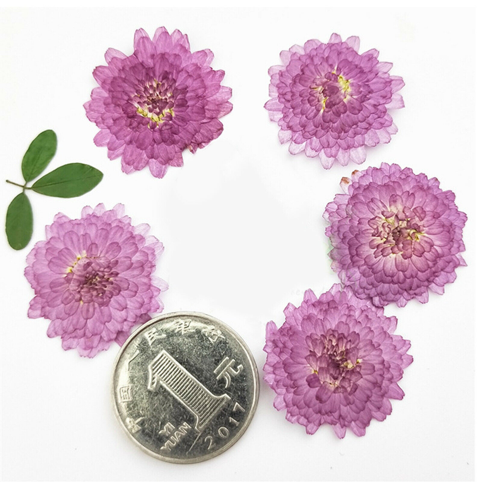 24pcs Pressed Dried Flower Leaves DIY Bookmark Nail Arts Embellishments