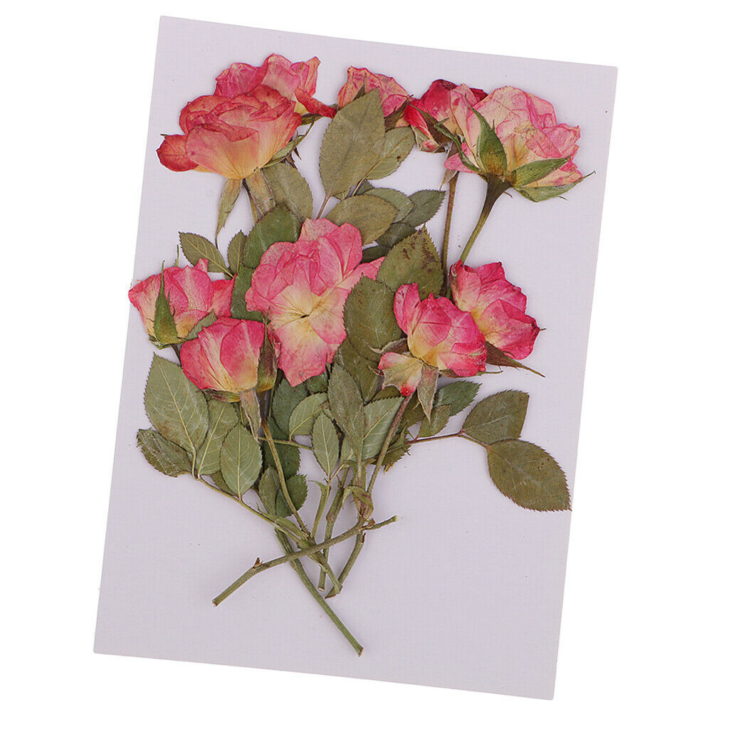 10pcs Real Pressed Flower Dried Rose Buds w/ Brunches for Phone Cover Decors