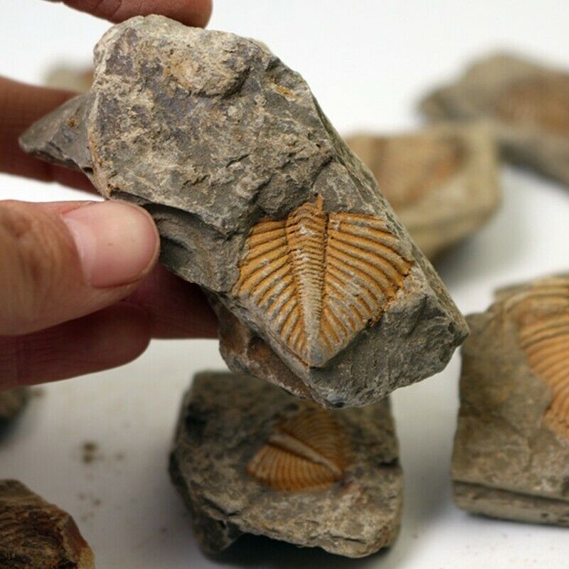 1X(1 PC Natural Trilobite Tail Fossil Ancient Fossils Teaching Specimens Colle1)