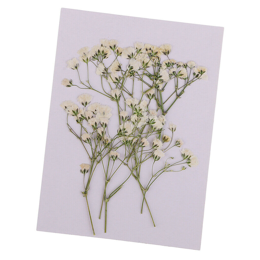 10x Natural Real Dried Babysbreath Flowers Pretty Pressed Decors Ornaments