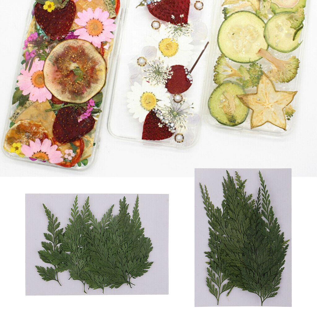 12 Pieces Natural Press Fern Leaves Pressed Real Dried Flower Dry Leaves for DIY