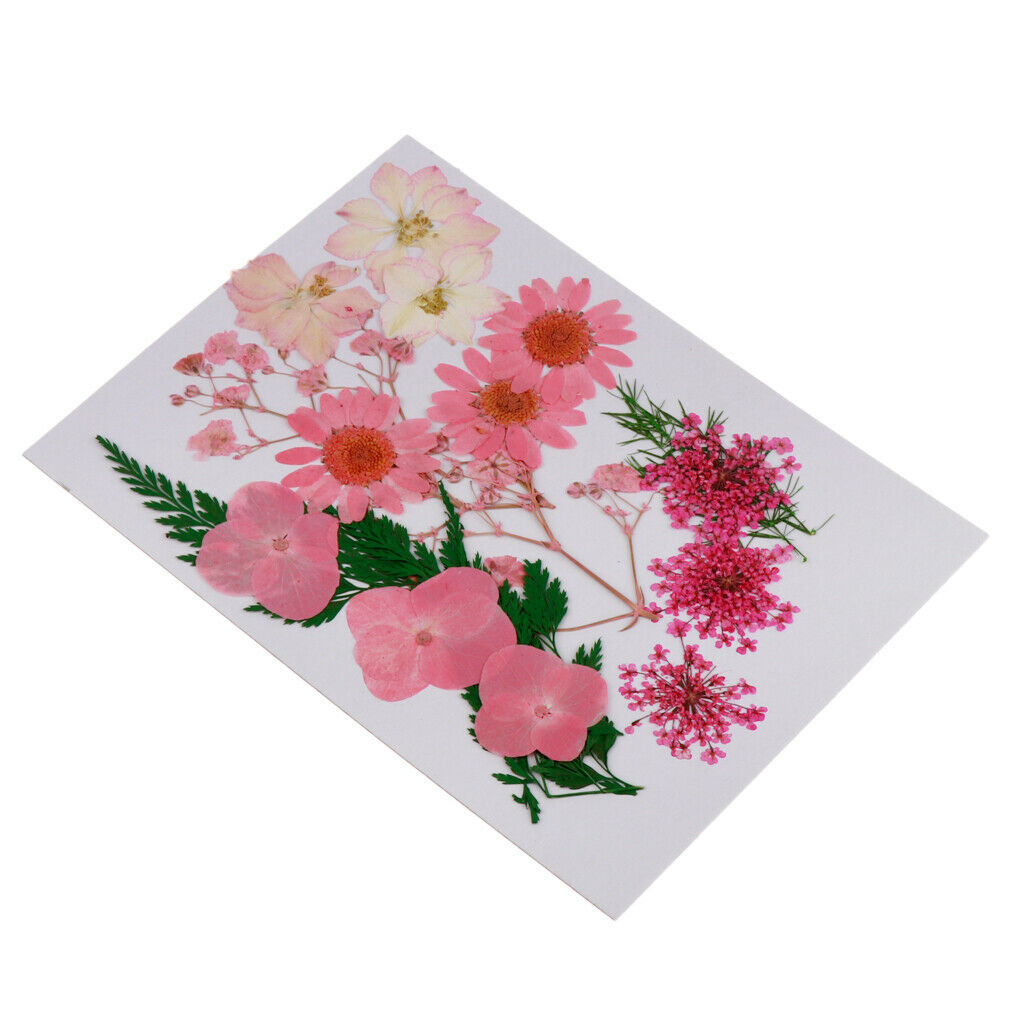 Multiple Natural Pressed Dried Flowers Mixed Leaves DIY Art