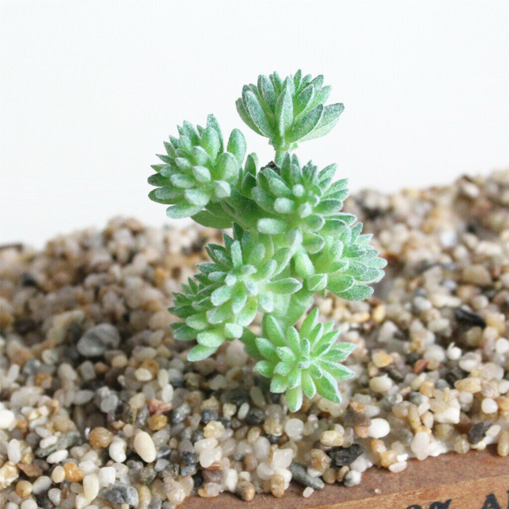 3 Pieces Succulent Plants Simulation Home Garden Decoration DIY