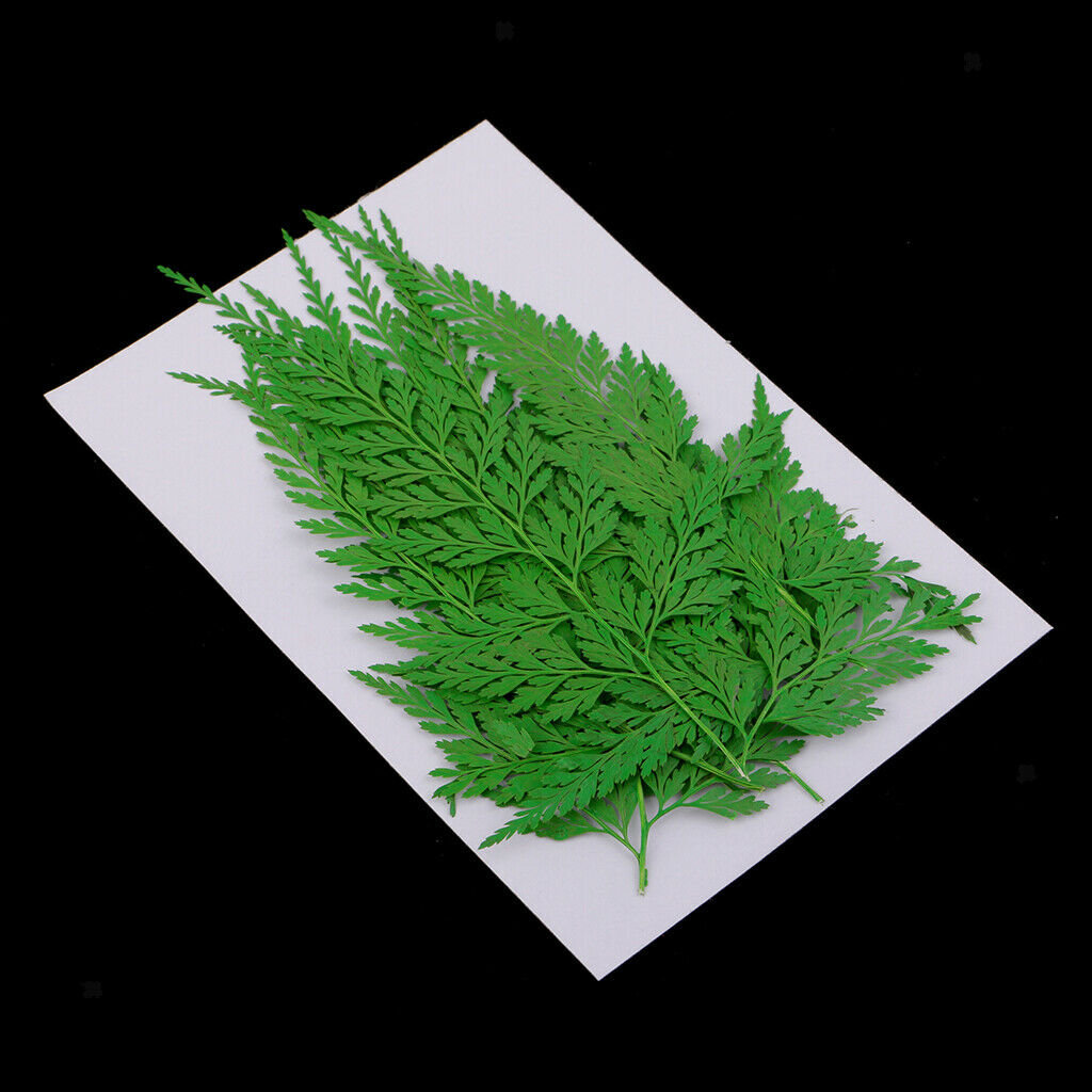 24pc Pressed Dried Flowers Leaves for DIY Arts Crafts Scrapbooking