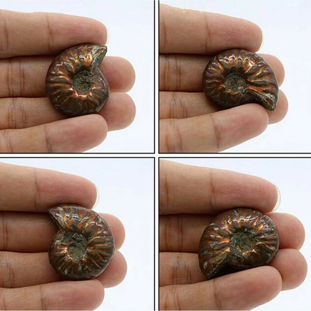 Fashion Natural Iridescent Ammonite Ammolite Facet Specimen Fossil Madagascar