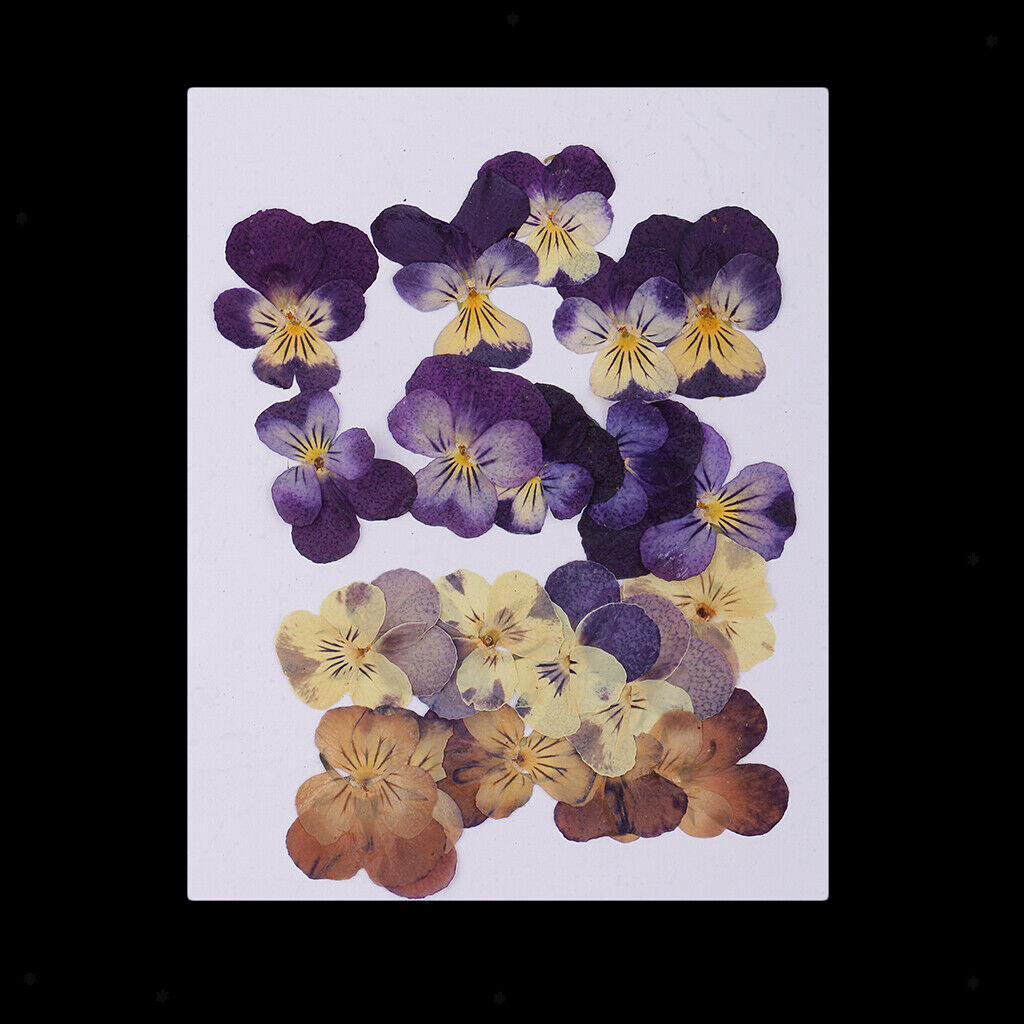 20-Piece Real Pressed Dried Flowers Violet for DIY Art Craft Scrapbooking