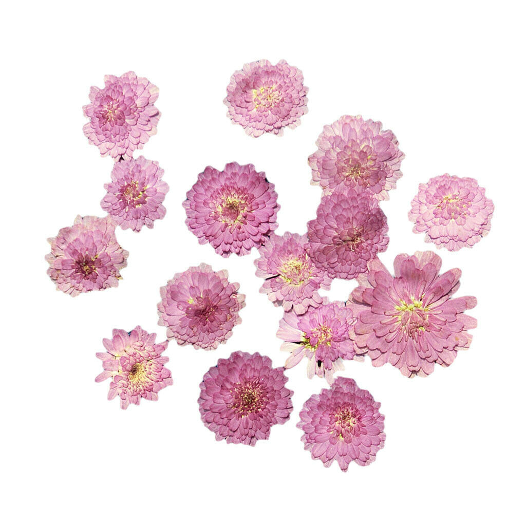 20Pcs Pressed Flowers Petals Real Natural Dried Flower for DIY Floral Decor