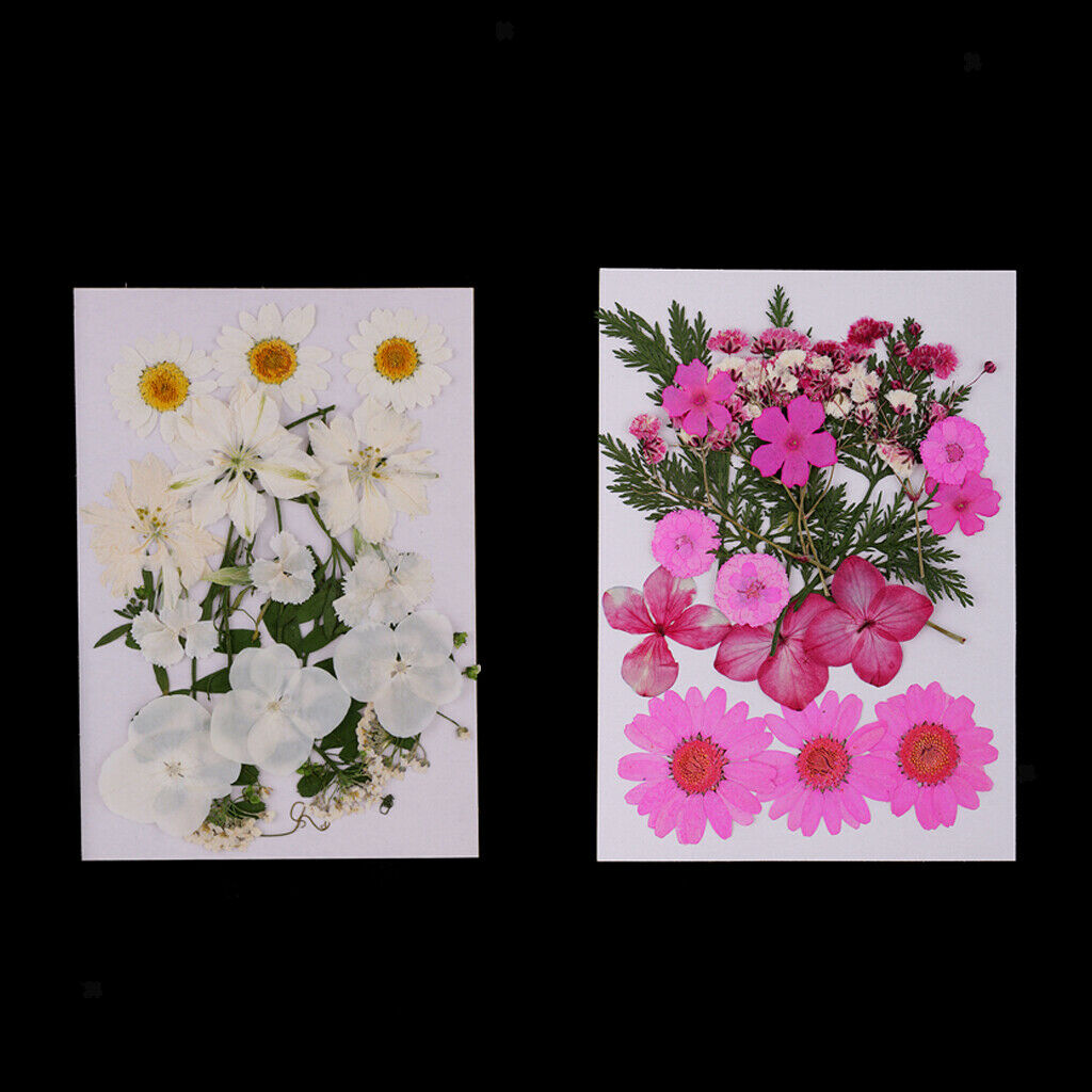 Pack of 2 Bags Assorted Kinds of Dried Flowers Petals Pressed Leaves for DIY