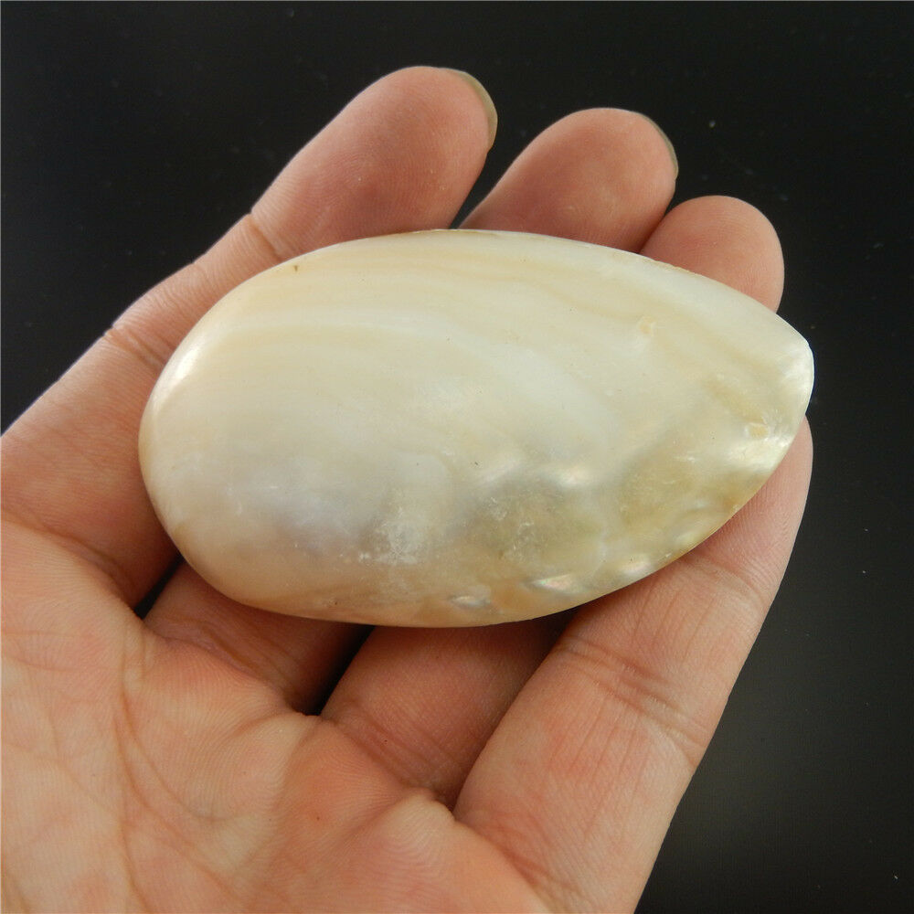 1X Natural Clam Shell Seashell Aquarium Ornament Nautical Fish Tank Decor 7-8cm