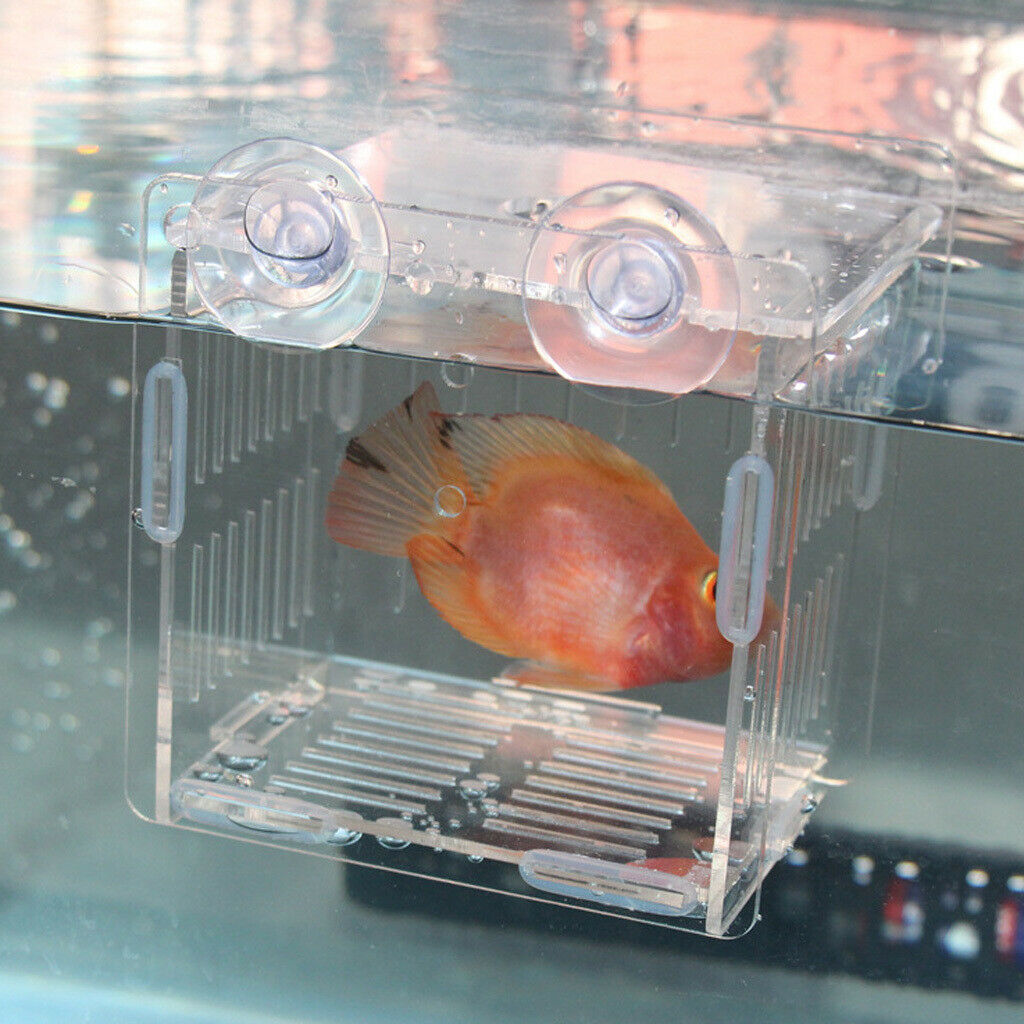 Clear Fish Breeding Box Acrylic Aquarium Breeder Box Double Guppies Hatching