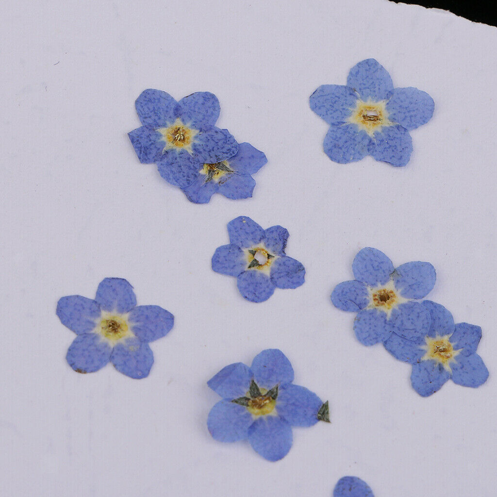 10 Pressed Pieces of Real Dried Flowers Forget Me Not for The