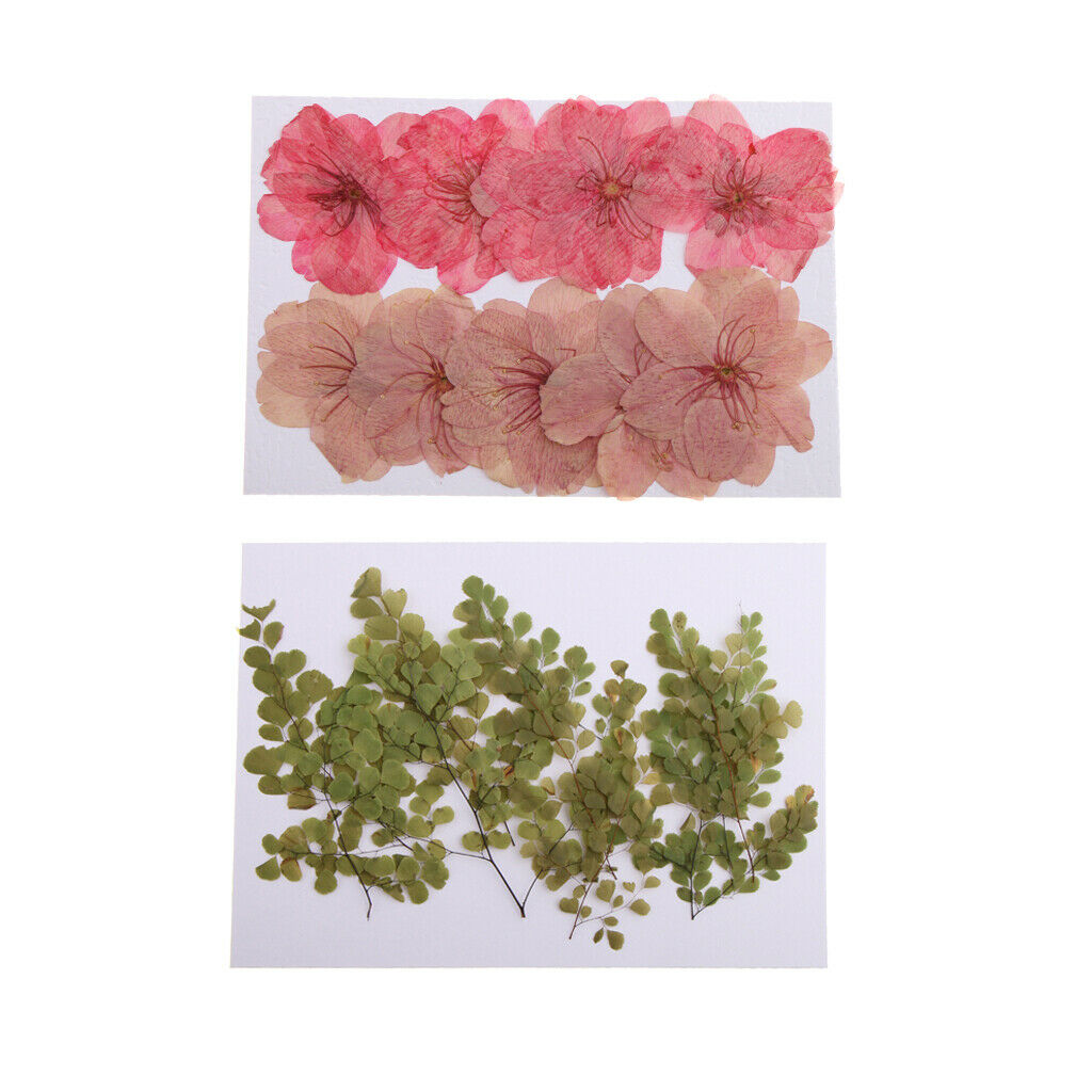 20 pieces of real pressed flowers dried cherry blossoms Adiantum