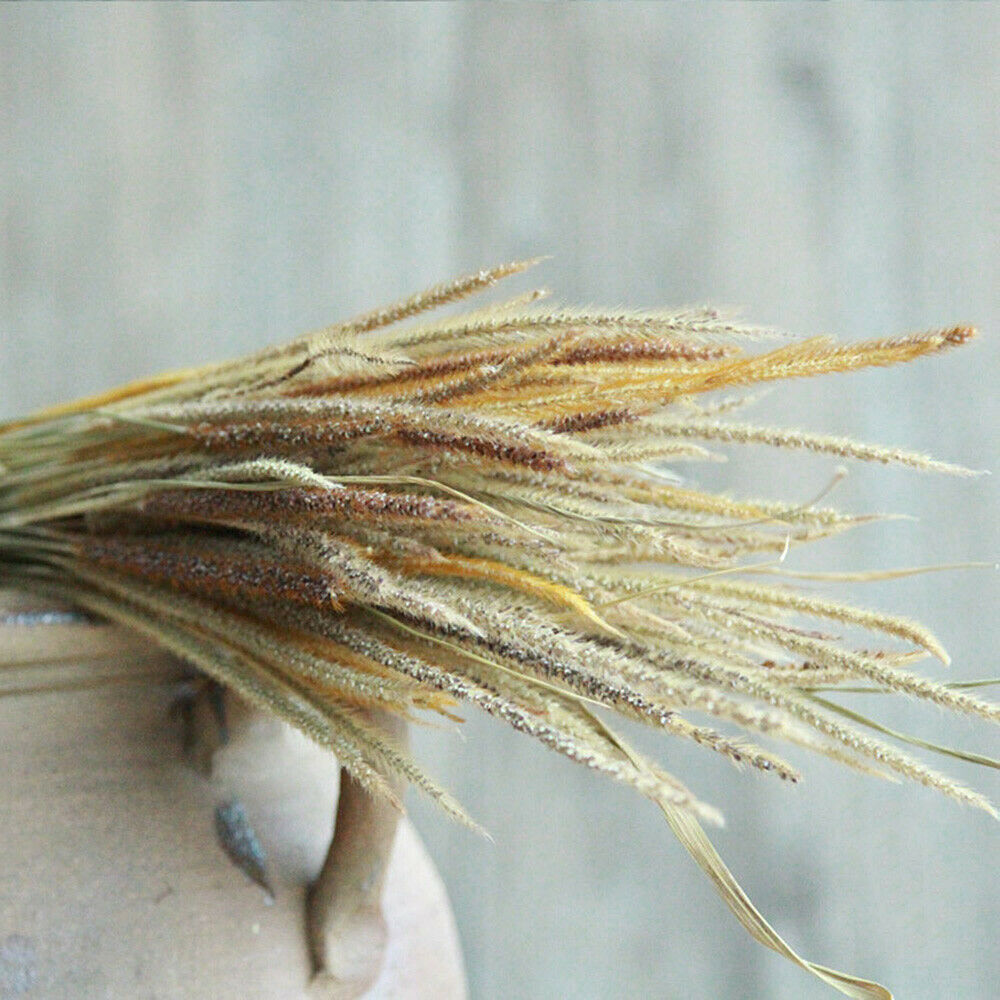 50X Natural Dried Flowers Goldenrod Reed Bunch Wedding Home Floral Decor DIY
