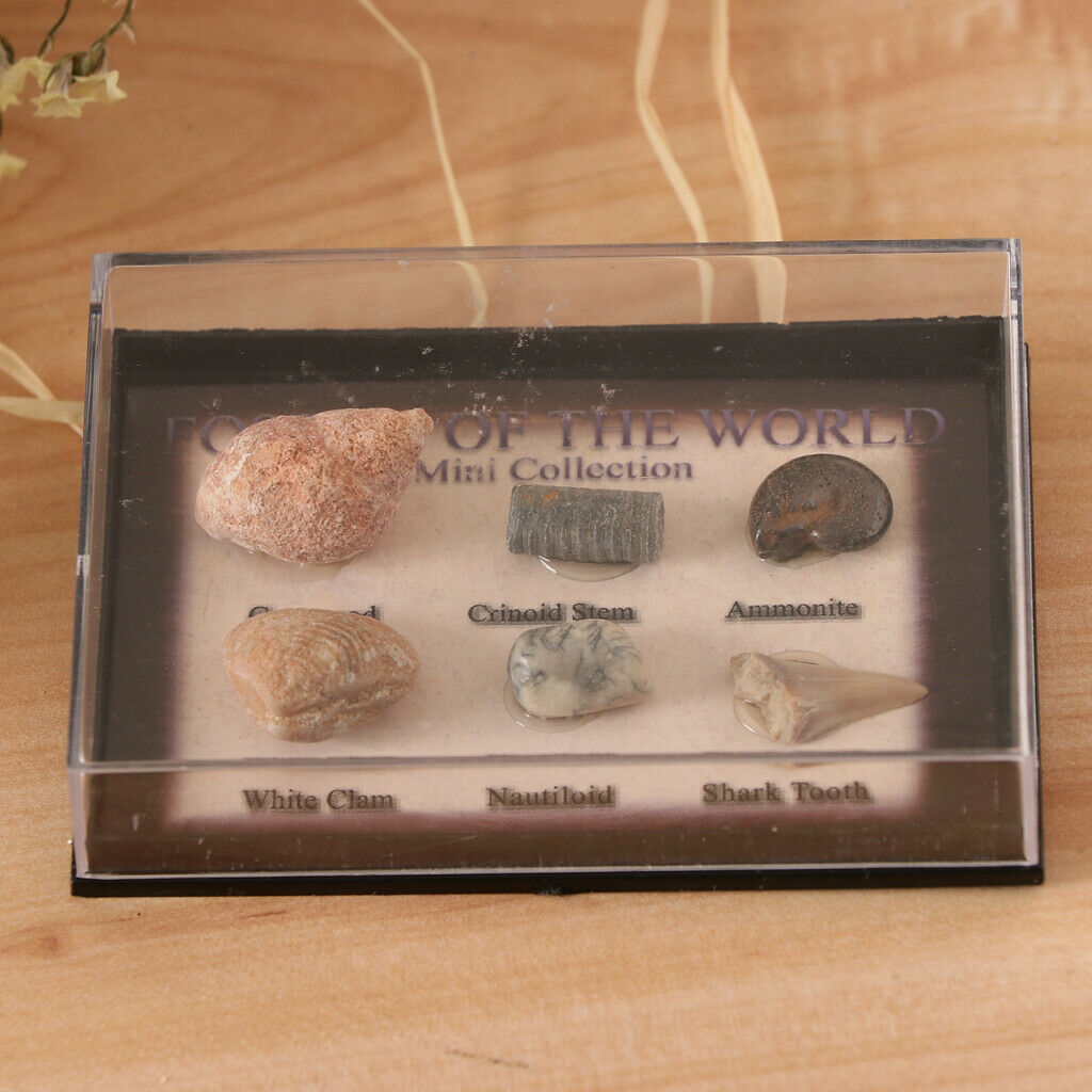 Prettyia   6Pcs   Marine   Animal   Fossils   School   Biology   Teaching   Aids
