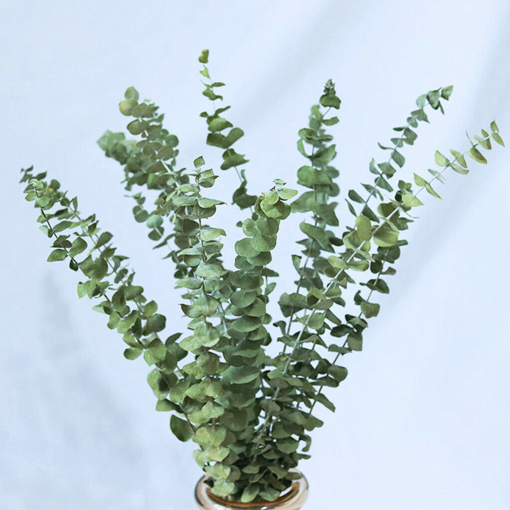 10Pcs Eucalyptus Leaves DIY Bouquet Centerpiece Home Decoration Supplies