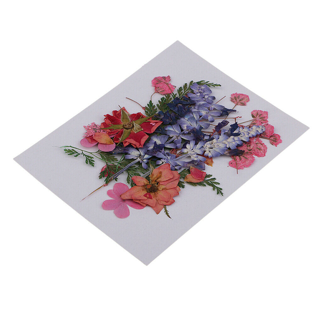 Multiple Natural Real Pressed Dried Flowers Leaves Assorted for Card making