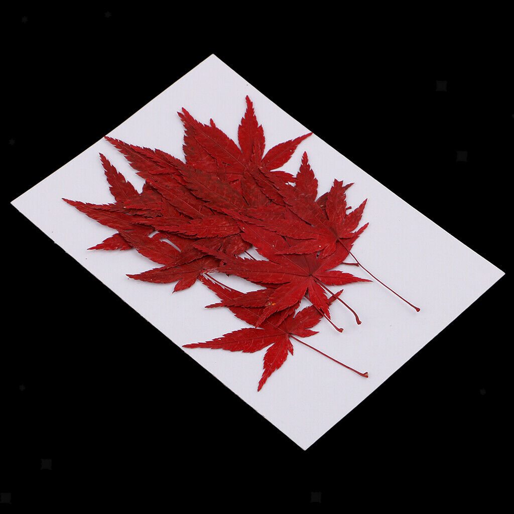 12x   Real   Dried   Flower   Leaves   Red   Maple   Leaf   for   DIY   Craft