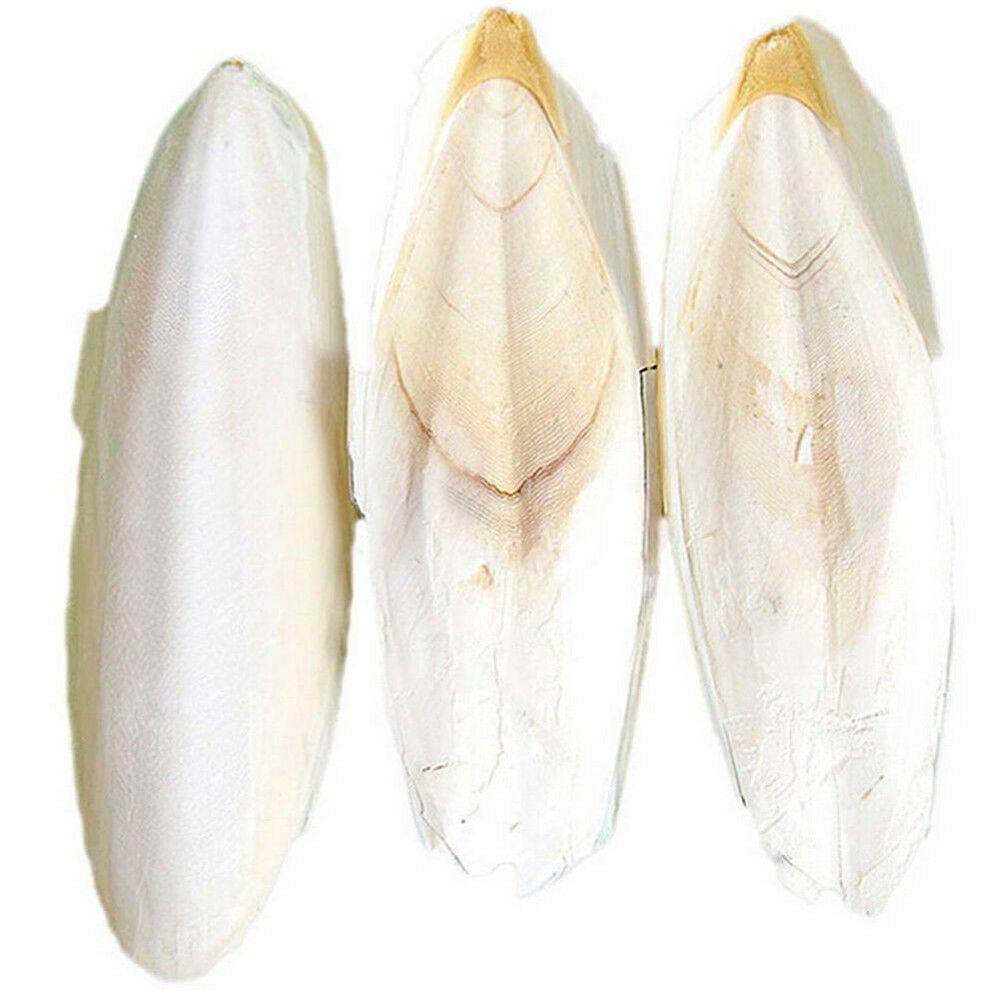 Bulk Cuttlefish Cuttle Fish Bone Parrott Bird Reptiles Rabbit Tortoise Food *