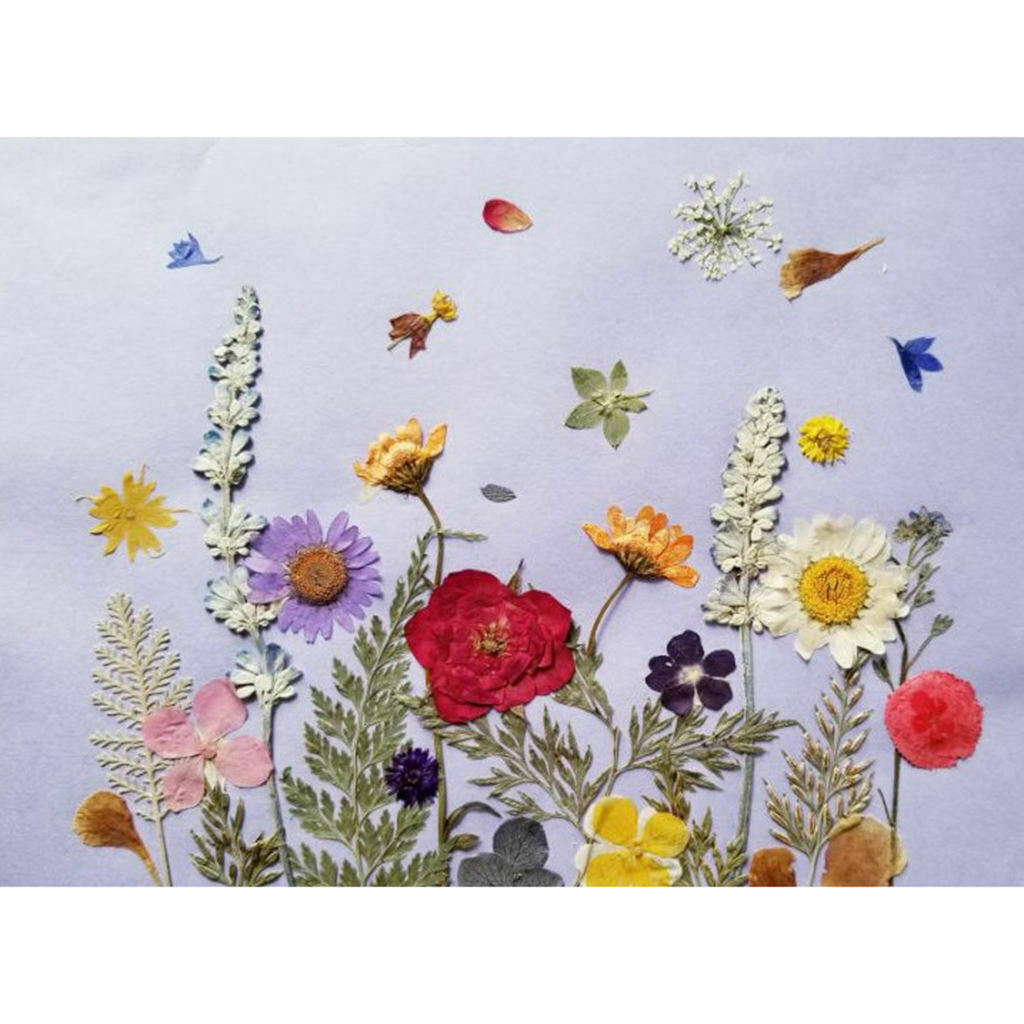 50 Pieces Real Flowers Dried Flowers  DIY Flower Painting,