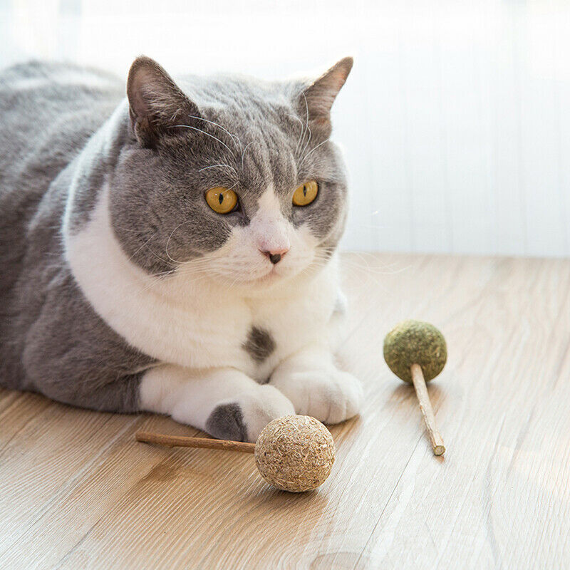 Catnip Chewing Teeth Cleaning Treats Lollipop Natural Catnip Lollipop Sh .l8