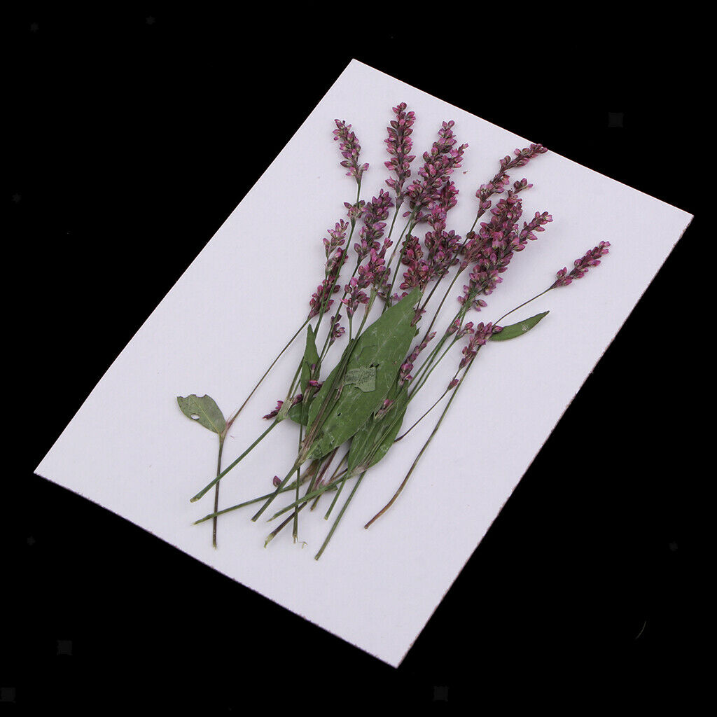 12 Pack Multiple Pressed Dried Flowers Leaves DIY Arts Crafts Scrapbooking Decor