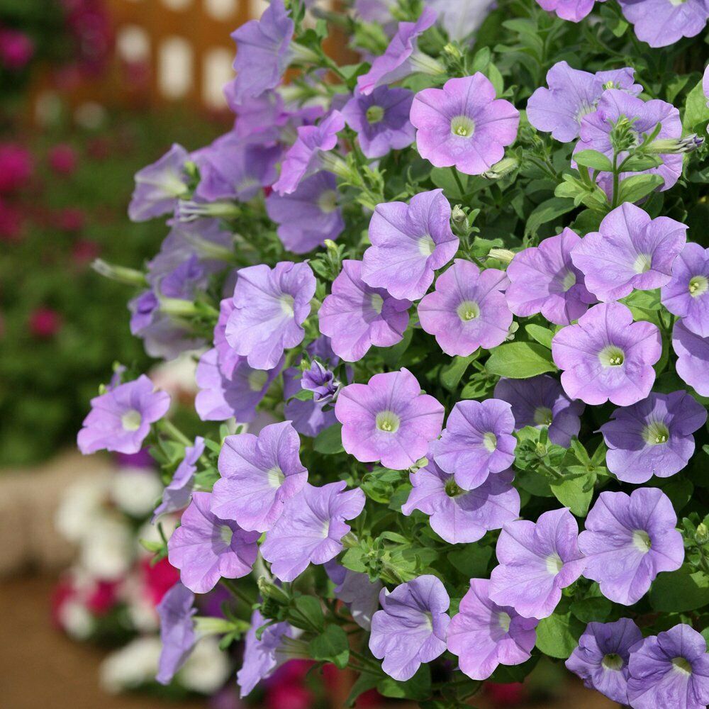 100PCS Seed Petunia Sky Blue Annual Beautiful Fragrance Home Garden High Quality