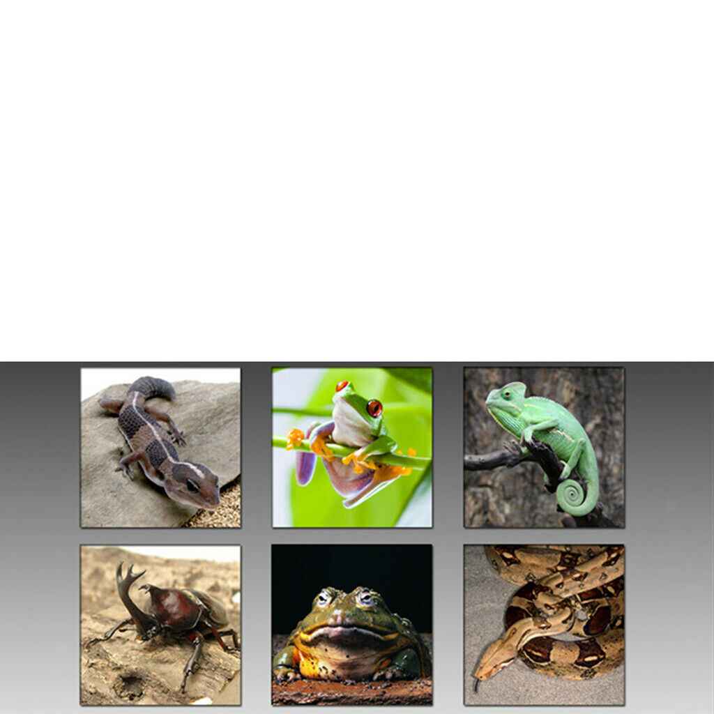 2 Pack Plastic Reptiles Food Water Feeding Bowl Insects Spider Breeding Tank Box