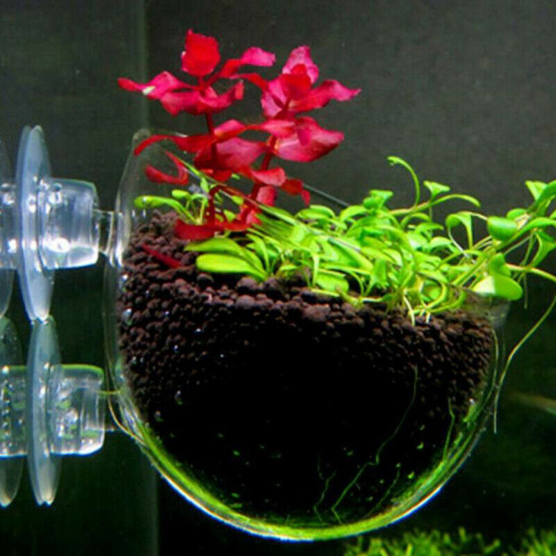 Fish Tank Mini Crystal Glass Pot Water Potted Aquatic Planting Cylinder C.l8