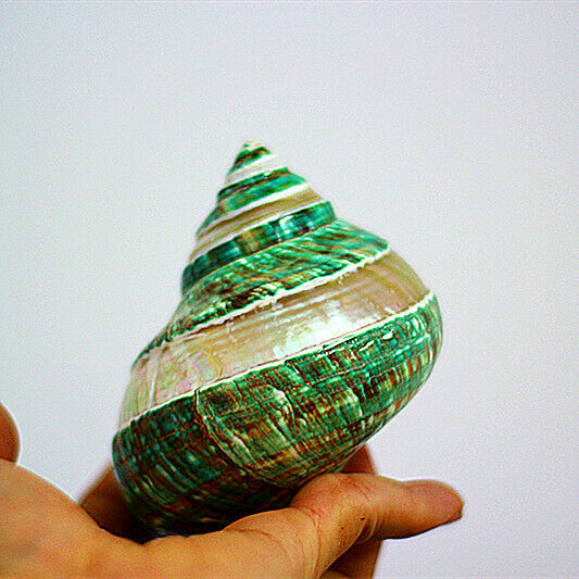 Natural Green Turban Shell 11 cm Glow In Dark Conch Shells Ornament Decor HH6970