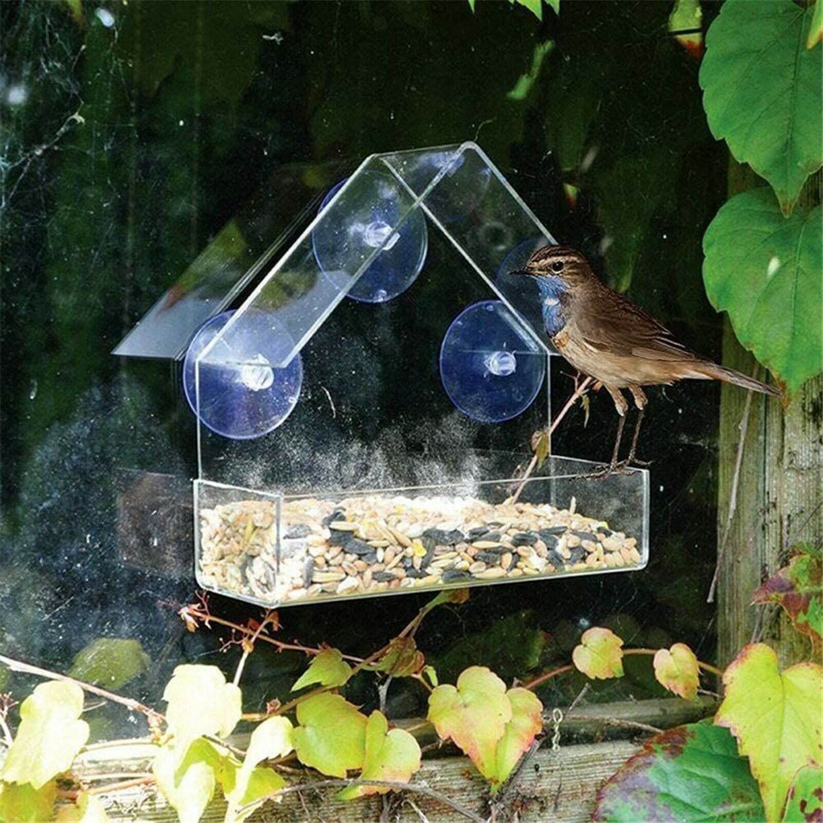 Clear Window Bird Feeder Birdfeeder Tray Birdhouse Kit Finch Patio Garden