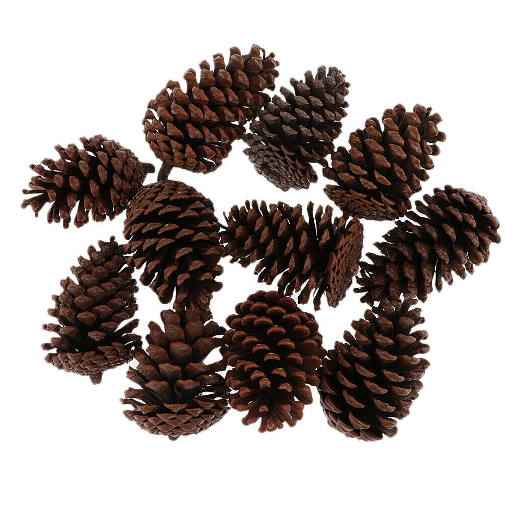 10x Big 8-10cm Natural Dried Pine Cones In Bulk Dried Flower For   Decor