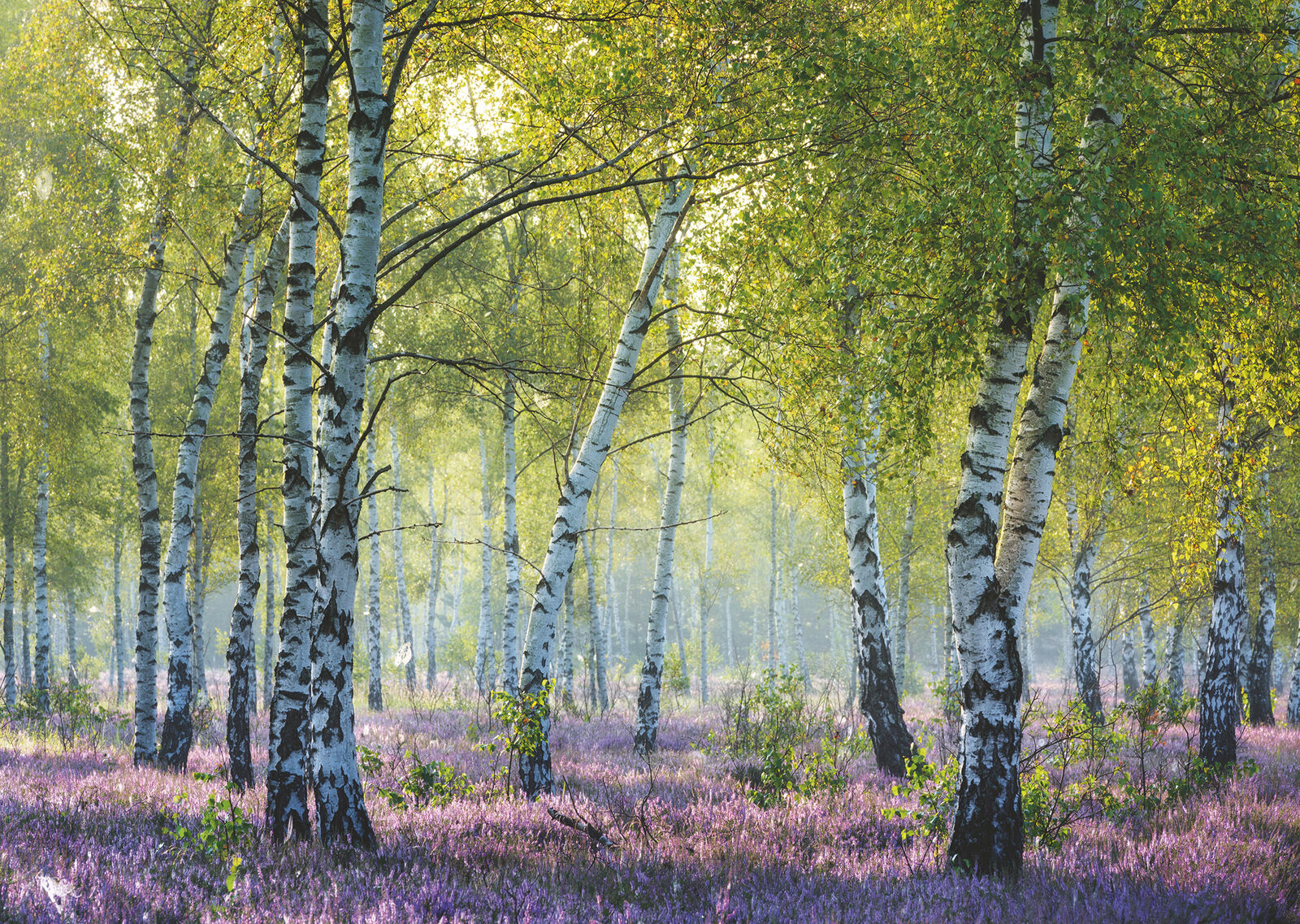 16753 Ravensburger Birch Forest Jigsaw Puzzle includes 1000 Pieces Age 12 Year+