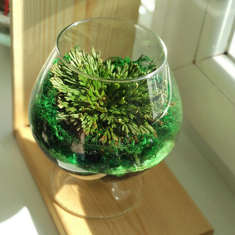 7-10cm Dried Flower Magic Resurrection Plant Air Fern Selaginella Moss Decor DIY