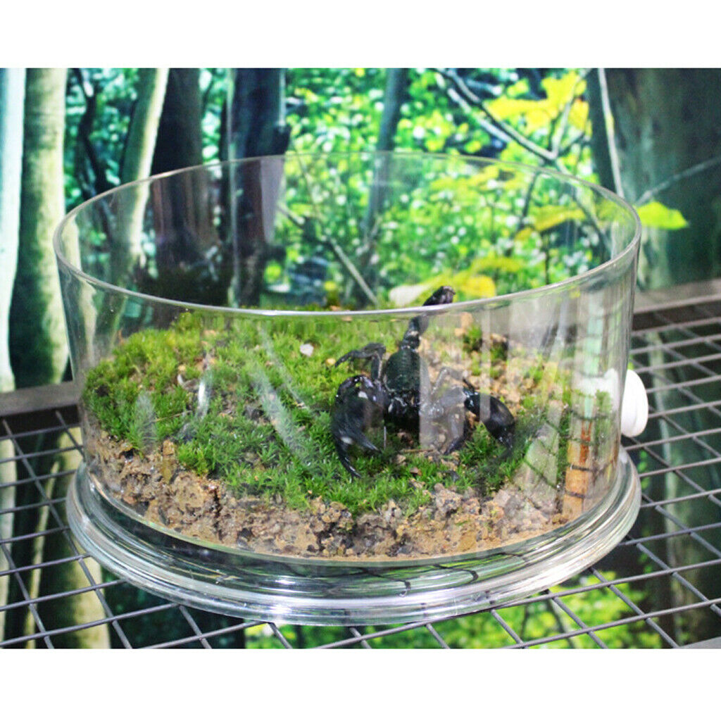 Decorative Aquarium Small Aquarium Desk Kids Goldfish Bowl