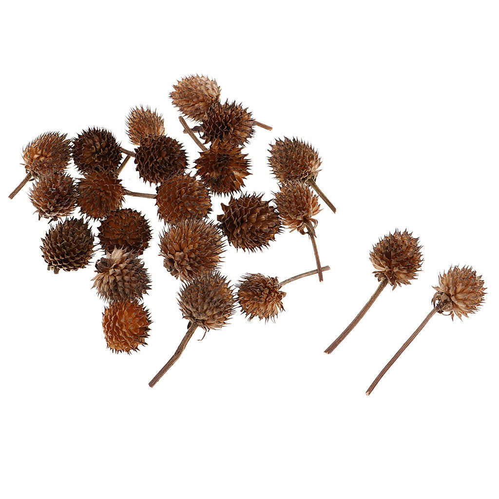 50 Mini Dried Flowers Plant Fruits Christmas Accents Wedding Decor Ornaments