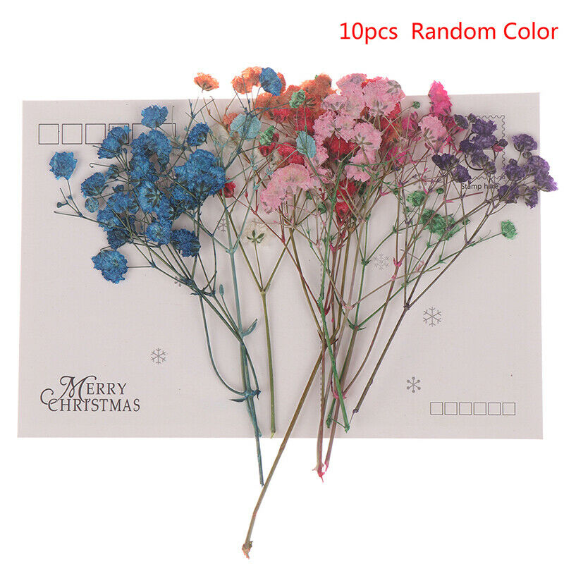 10x/Set Mini Gypsophila Cute Dried Flower Wedding Decoration DIY Hand acc.l8
