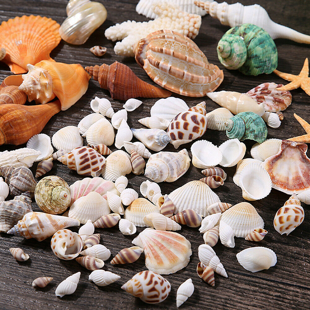 Mixed Sea Shells Natural Conch Fish Aquarium Ornament DIY Home Landscape Decor