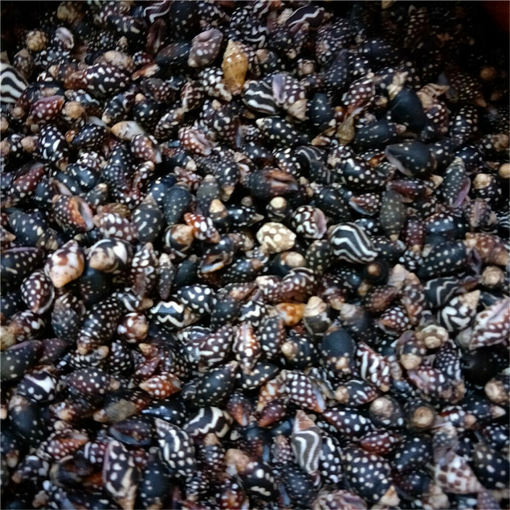 Lot of (x100) Natural Tiny Shells 1-2 cm Furrowed Planaxis Shell Craft Decor