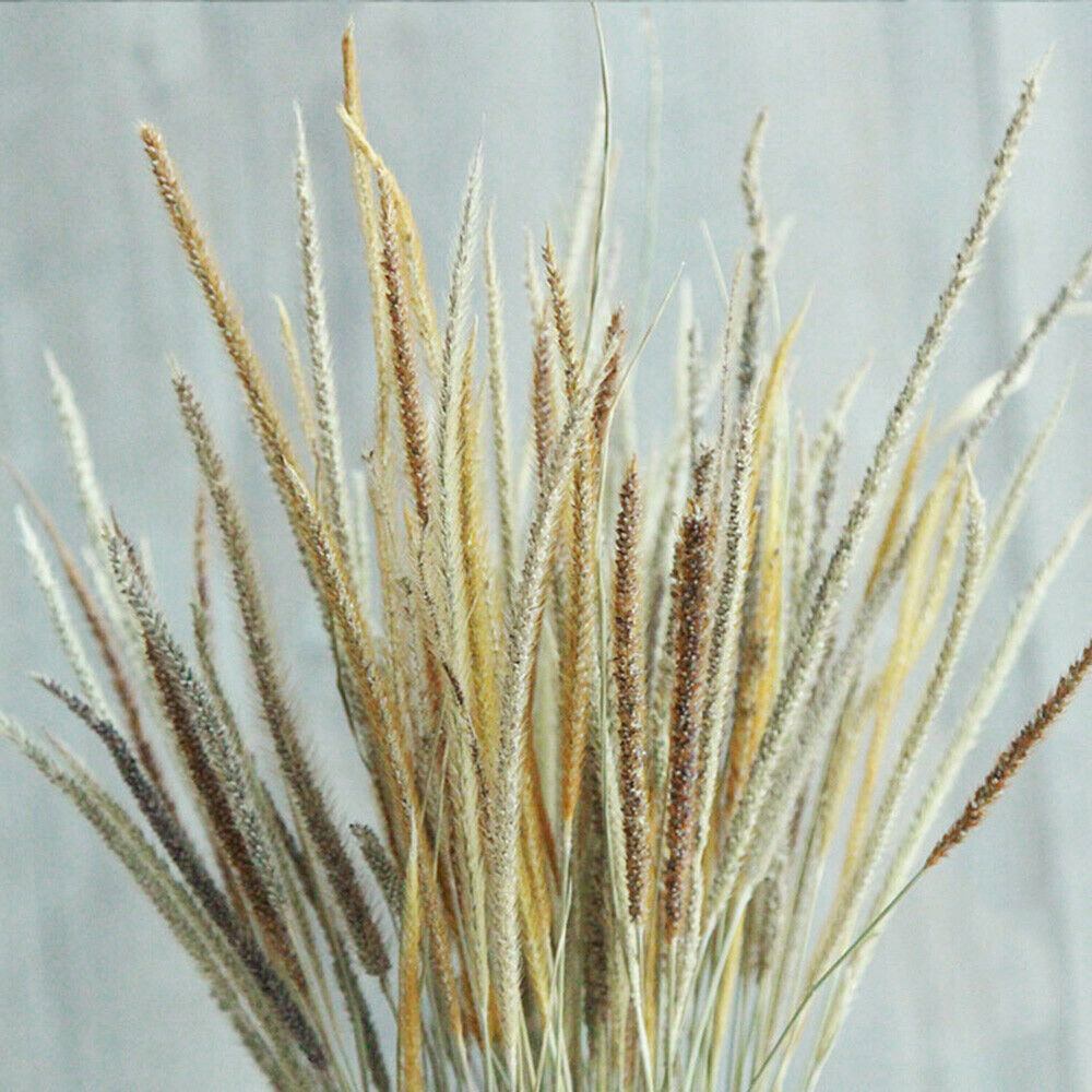 50X Natural Dried Flowers Goldenrod Reed Bunch Wedding Home Floral Decor DIY