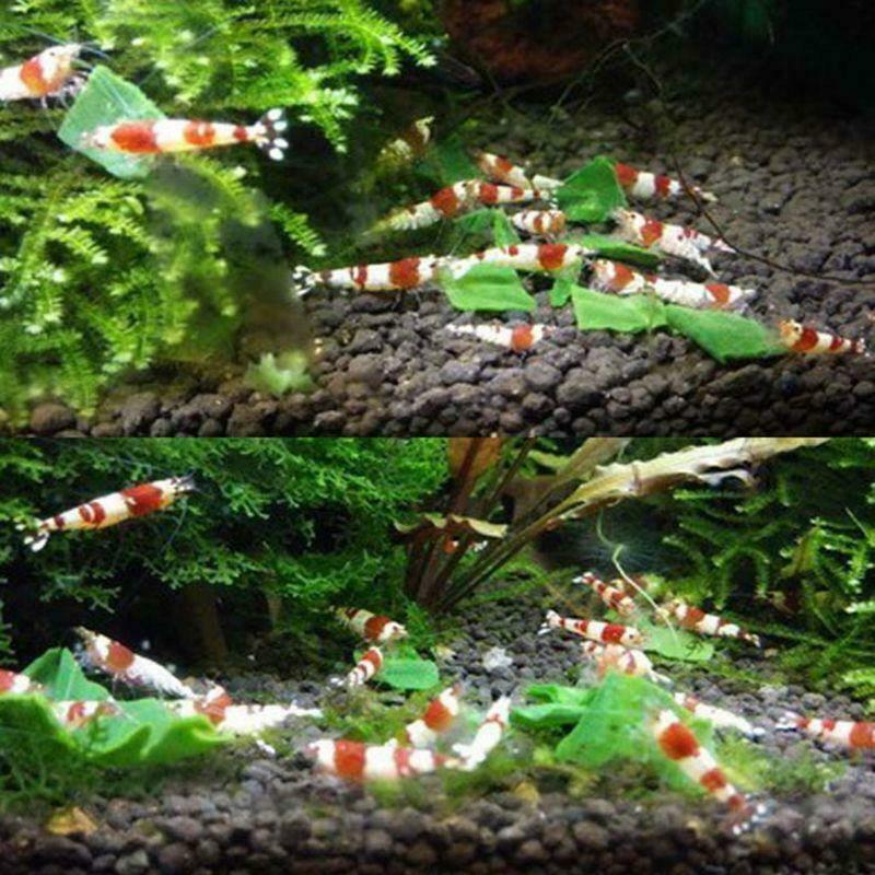 Aquarium Fish Food Freeze Dried Natural Spinach Granules for Crystal Red Shrimp