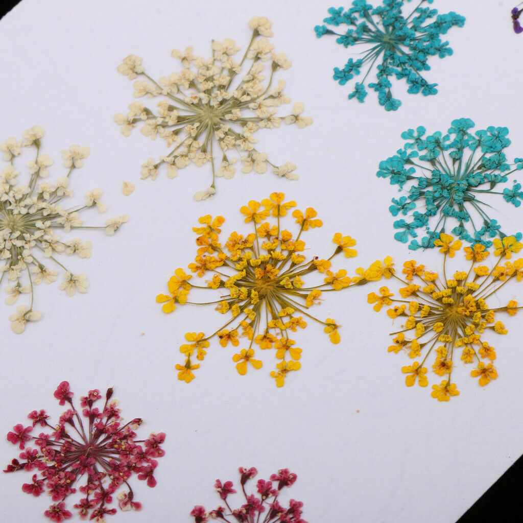 10x Natural Press Dried Flowers Pressed Flower Leaves 10-20mm for Nails Art